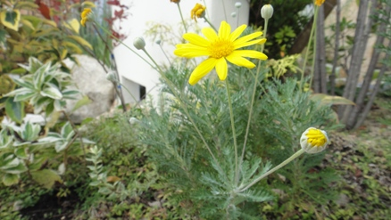 ユリオプスデージーの黄色い花