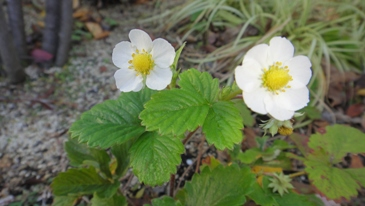 ワイルドストロベリーの白い花