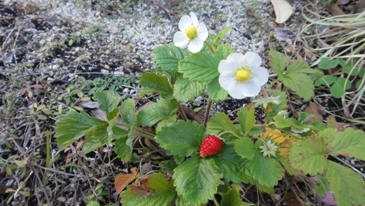 ワイルドストロベリーの花と実