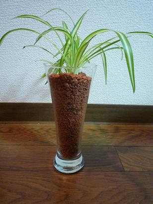 ハイドロカルチャーで植物を育てているのでご紹介 ガーデンプラス神戸 スタッフブログ