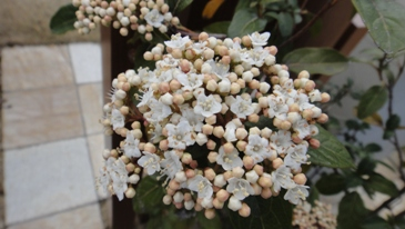 展示場の植栽