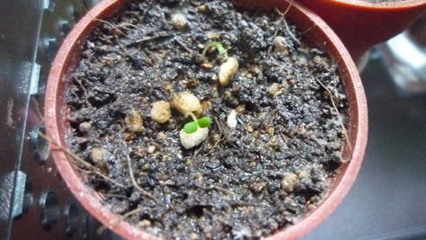 可愛い新芽達！