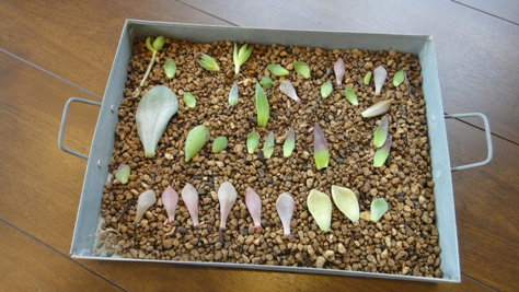 多肉植物再生実験 多肉植物再生実験