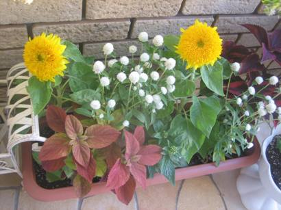 ひまわり!向日葵!sunflower! ひまわり!向日葵!sunflower!