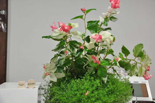 お花って、なかなか自分で買う機会ないですよね。 お花って、なかなか自分で買う機会ないですよね。