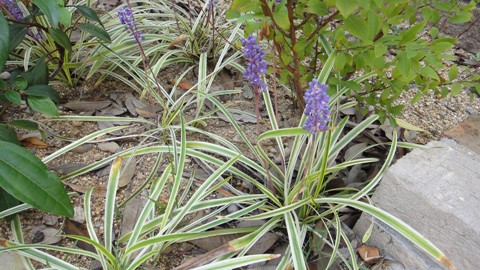 花はブドウみたい