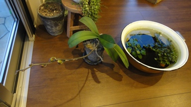 長い茎が特徴的 長い茎が特徴的
