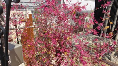 トキワマンサク 紅花 トキワマンサク 紅花
