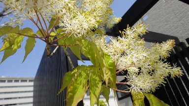 アオダモの花