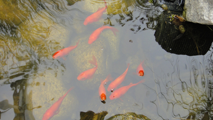 お庭で金魚を育ててみよう! お庭で金魚を育ててみよう!