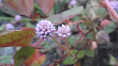 ガーデンプラス神戸　ポリゴナム　花