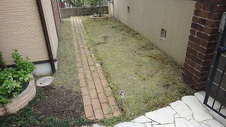 苔やキノコも育っていました。