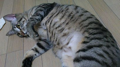 体重は約4倍に増えました。 体重は約4倍に増えました。
