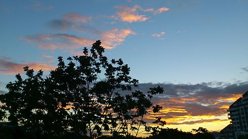 アオダモ越しの夕焼け