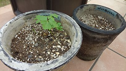 オダマキ、種蒔きスタート！
