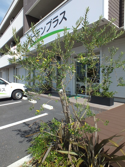 ガーデンプラス千葉 植栽 ガーデンプラス千葉 植栽