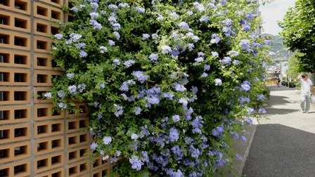 夏にお勧めな植物３ プルンバーゴ ルリマツリ ガーデンプラス神戸 スタッフブログ