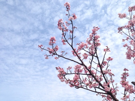 桜 桜