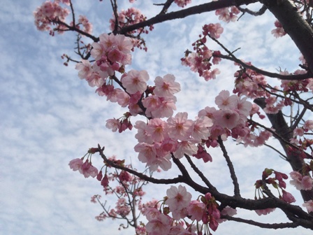 桜アップ 桜アップ
