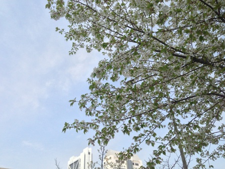 山桜 山桜