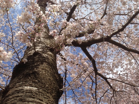 龍野市PAの桜 龍野市PAの桜