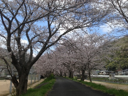 のどかな桜 のどかな桜