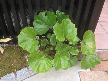 ヤブラン フッキソウなどのテッパンの下草 ガーデンプラス神戸 スタッフブログ ヤブラン フッキソウなどのテッパンの下草 ガーデンプラス神戸 スタッフブログ