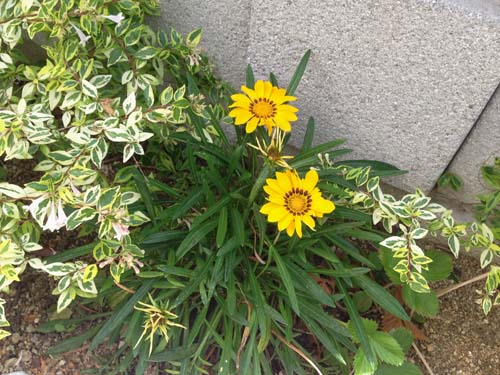 お勧めの夏の花 植物をご紹介 神戸店 ガーデンプラス神戸 スタッフブログ