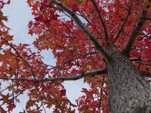 アメリカフウの紅葉