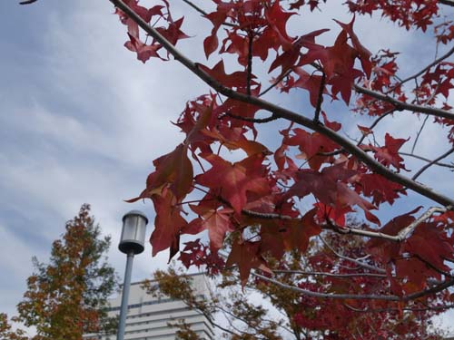 アメリカフウの紅葉