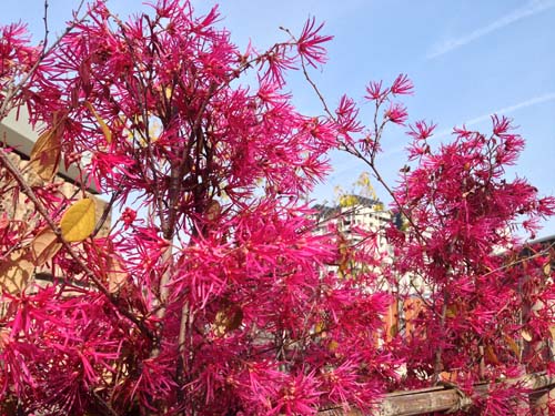 紅花緑葉トキワマンサクの花