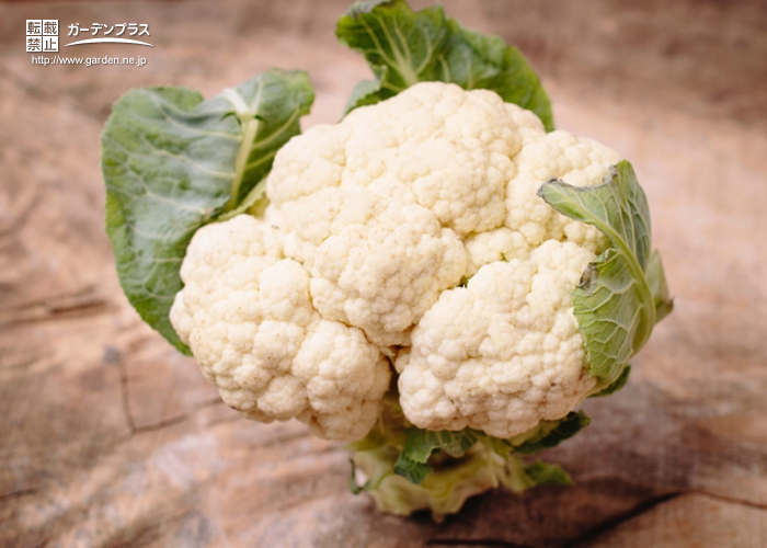 話のタネになる野菜の雑学 かんたん庭レシピ 話のタネになる野菜の雑学 かんたん庭レシピ