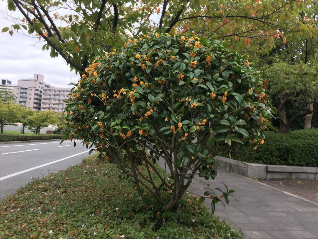 神戸店 北町店 香りを楽しむ植物 かんたん庭レシピ 神戸店 北町店 香りを楽しむ植物 かんたん庭レシピ