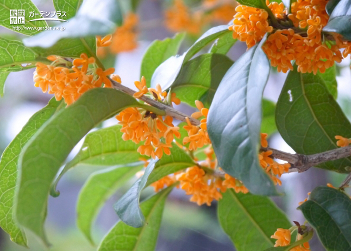 香りを楽しむおすすめの植栽 かんたん庭レシピ