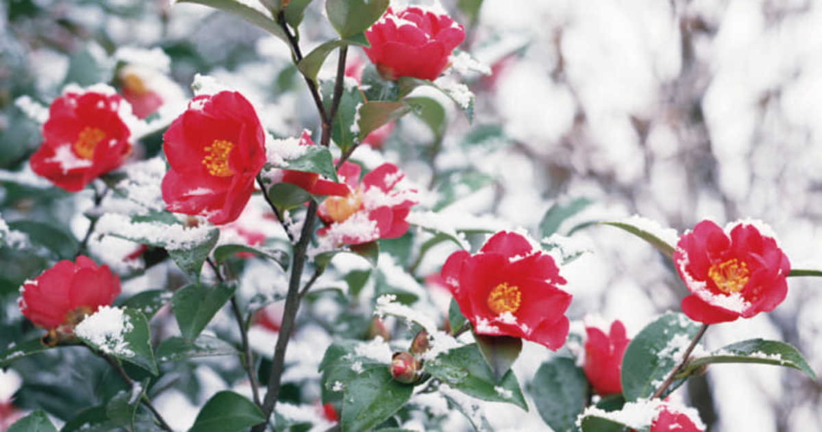 1月に咲く庭の花 かんたん庭レシピ