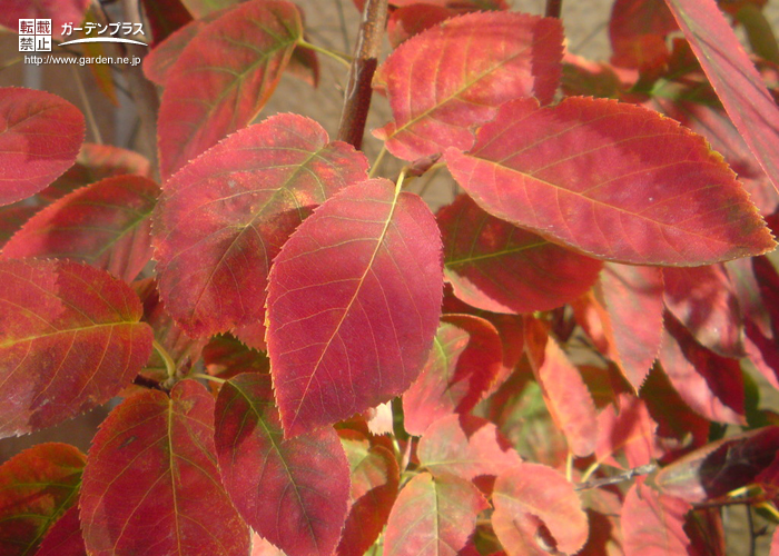 紅葉を楽しめる植栽 かんたん庭レシピ