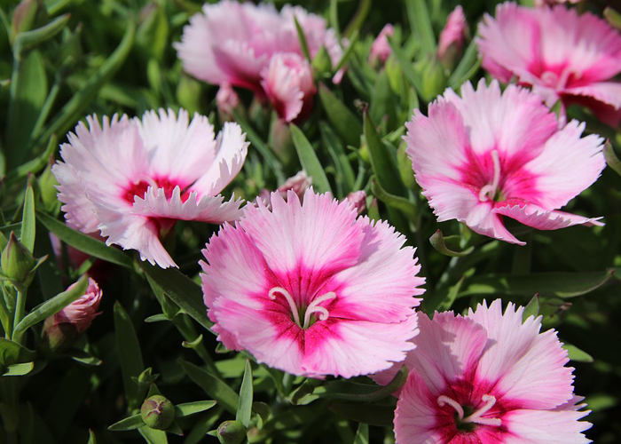 5月の植え付けがおすすめの花 かんたん庭レシピ