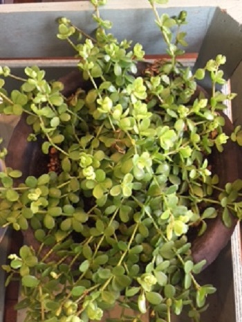 多肉植物 かんたん庭レシピ