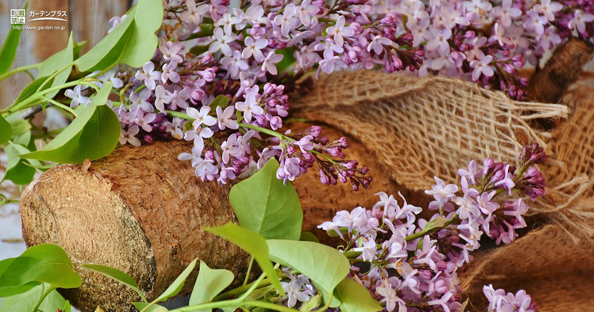 香りを楽しむおすすめの植栽 かんたん庭レシピ