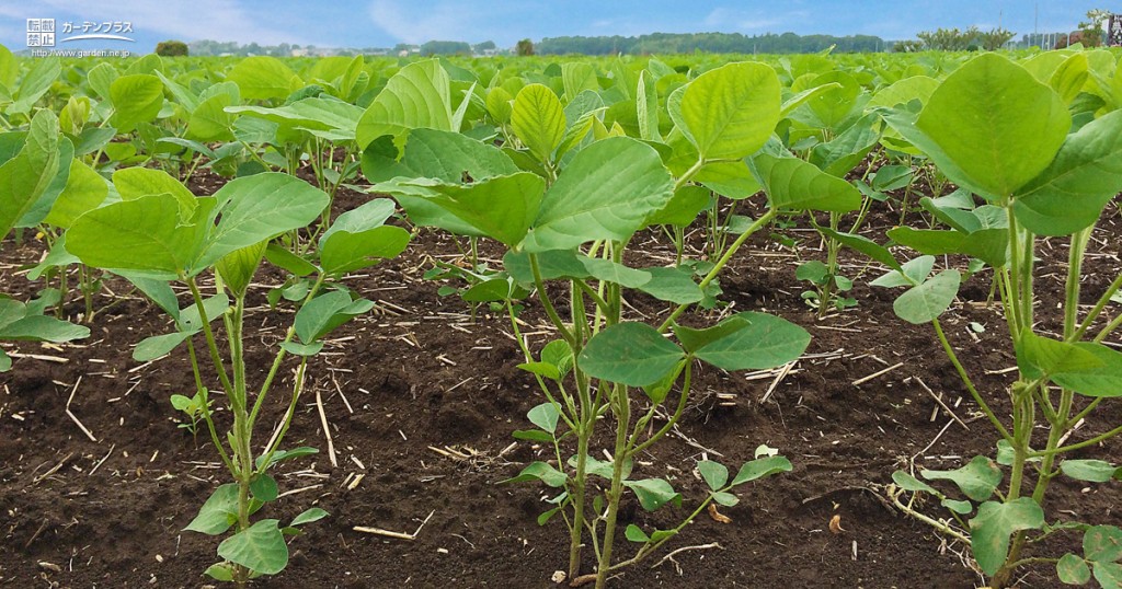 10月の植え付けがおすすめの野菜 かんたん庭レシピ