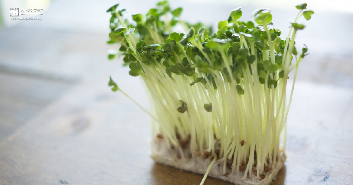 室内でも育てられる発芽野菜 かんたん庭レシピ