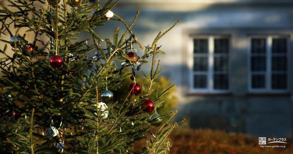 クリスマスツリーにおすすめの樹木 かんたん庭レシピ