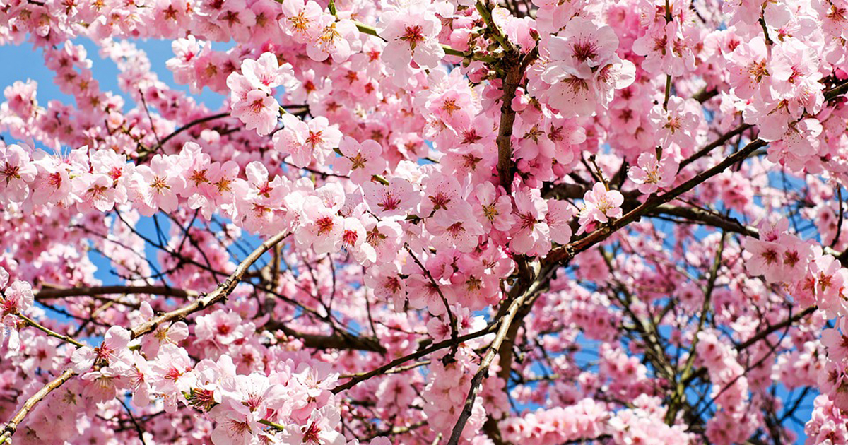 梅と桜と桃の木の見分け方 かんたん庭レシピ