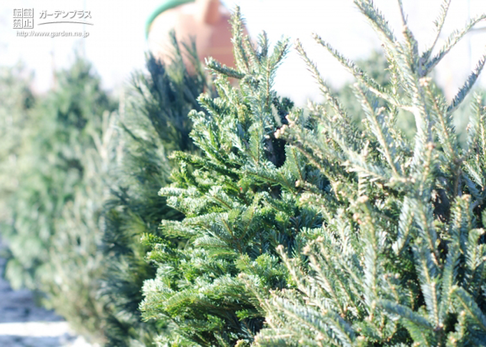 12060円 最新の激安 カナダトウヒ130センチ 現品No15 コニファー 庭木 植木 常緑樹 シンボルツリー クリスマスツリー モミの木