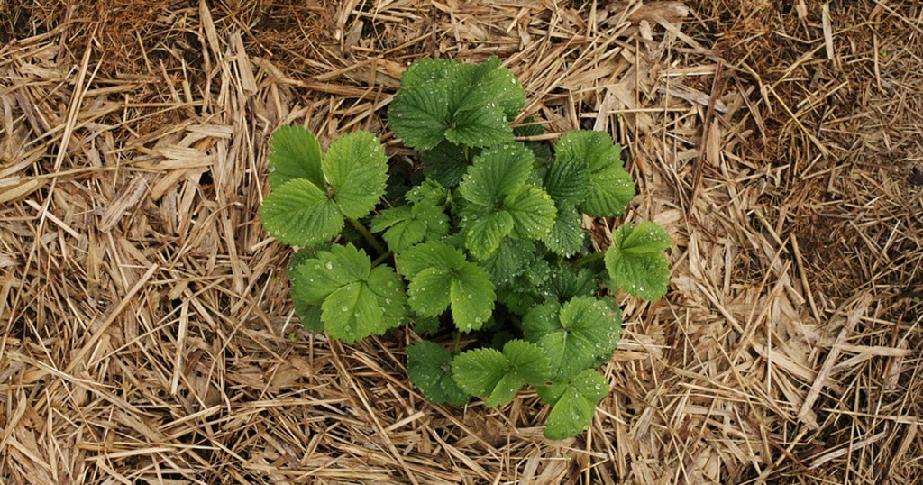 冬を元気に越すための植物のマルチング材 かんたん庭レシピ