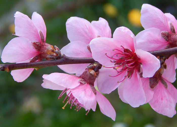 梅と桜と桃の木の見分け方 かんたん庭レシピ