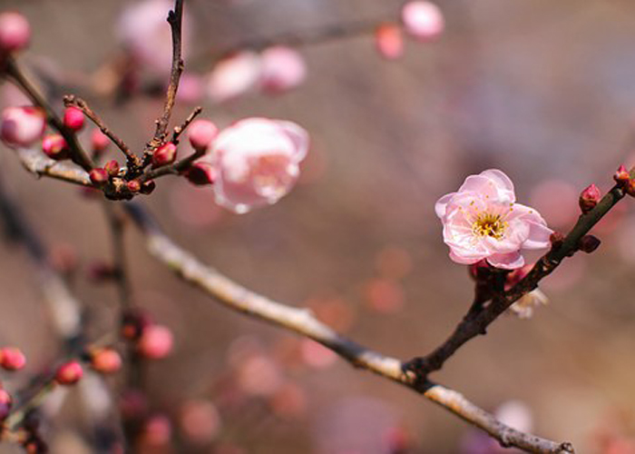 梅と桜と桃の木の見分け方 かんたん庭レシピ