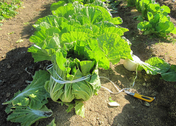 家庭菜園で採れすぎた野菜の保存方法 かんたん庭レシピ 家庭菜園で採れすぎた野菜の保存方法 かんたん庭レシピ