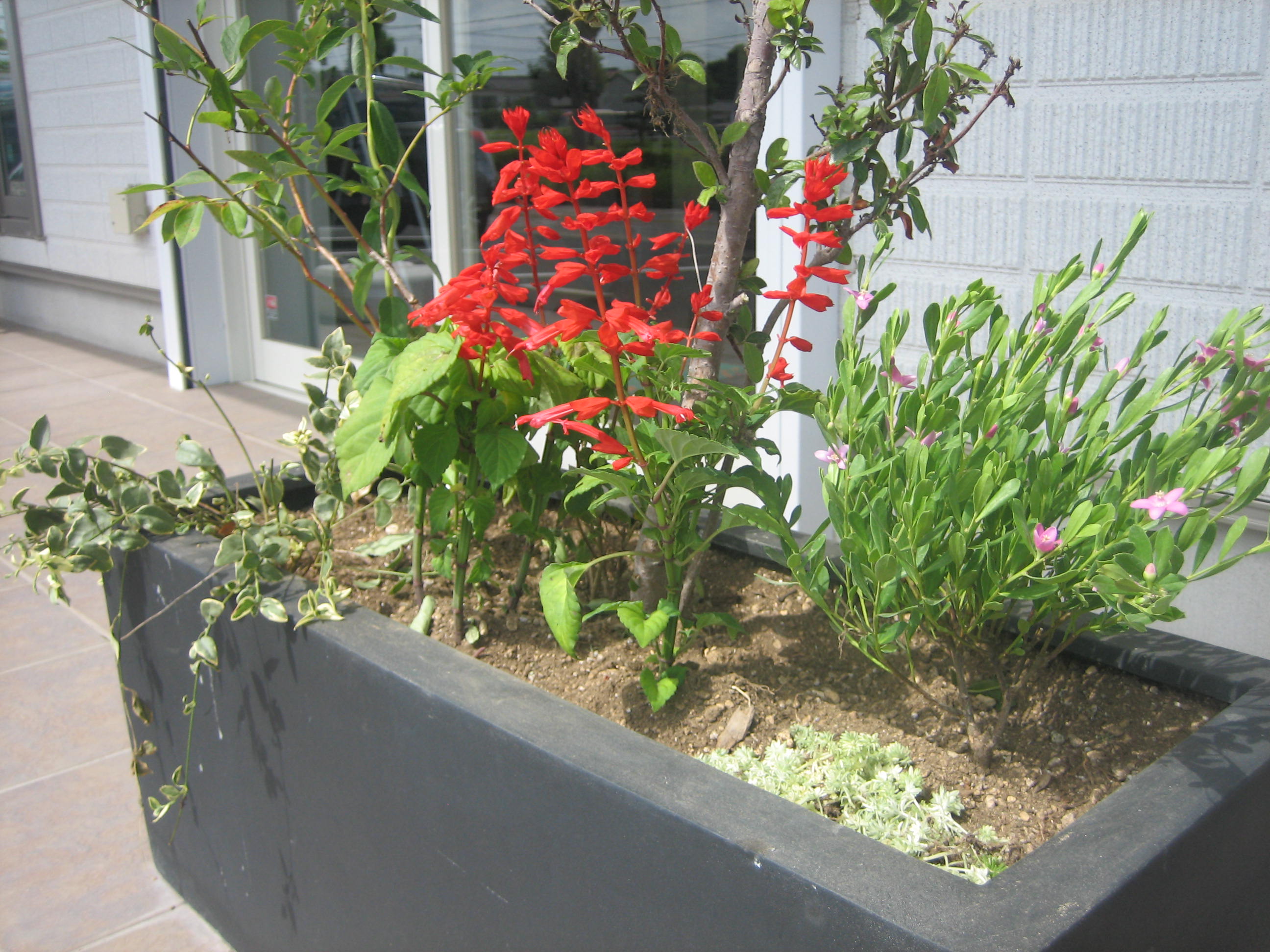 緑の花壇 かんたん庭レシピ