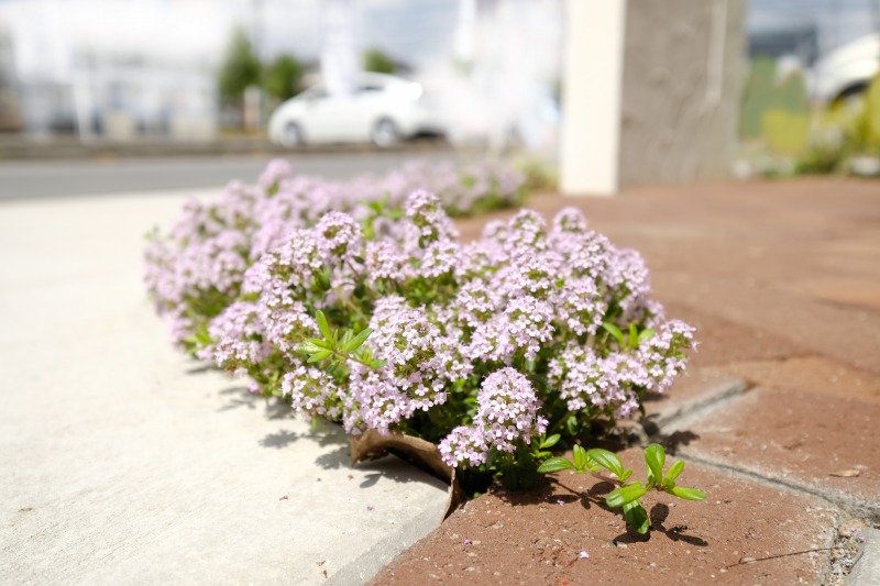 草目地におすすめのクリーピングタイムのご紹介 かんたん庭レシピ